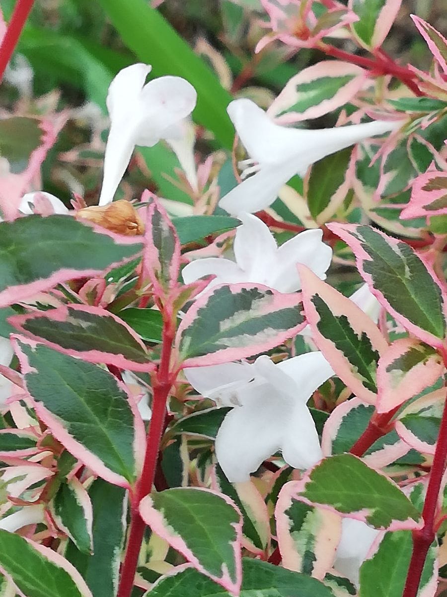 小雨🌂。白いお花。アベリア。シマトネリコ。キンカン。