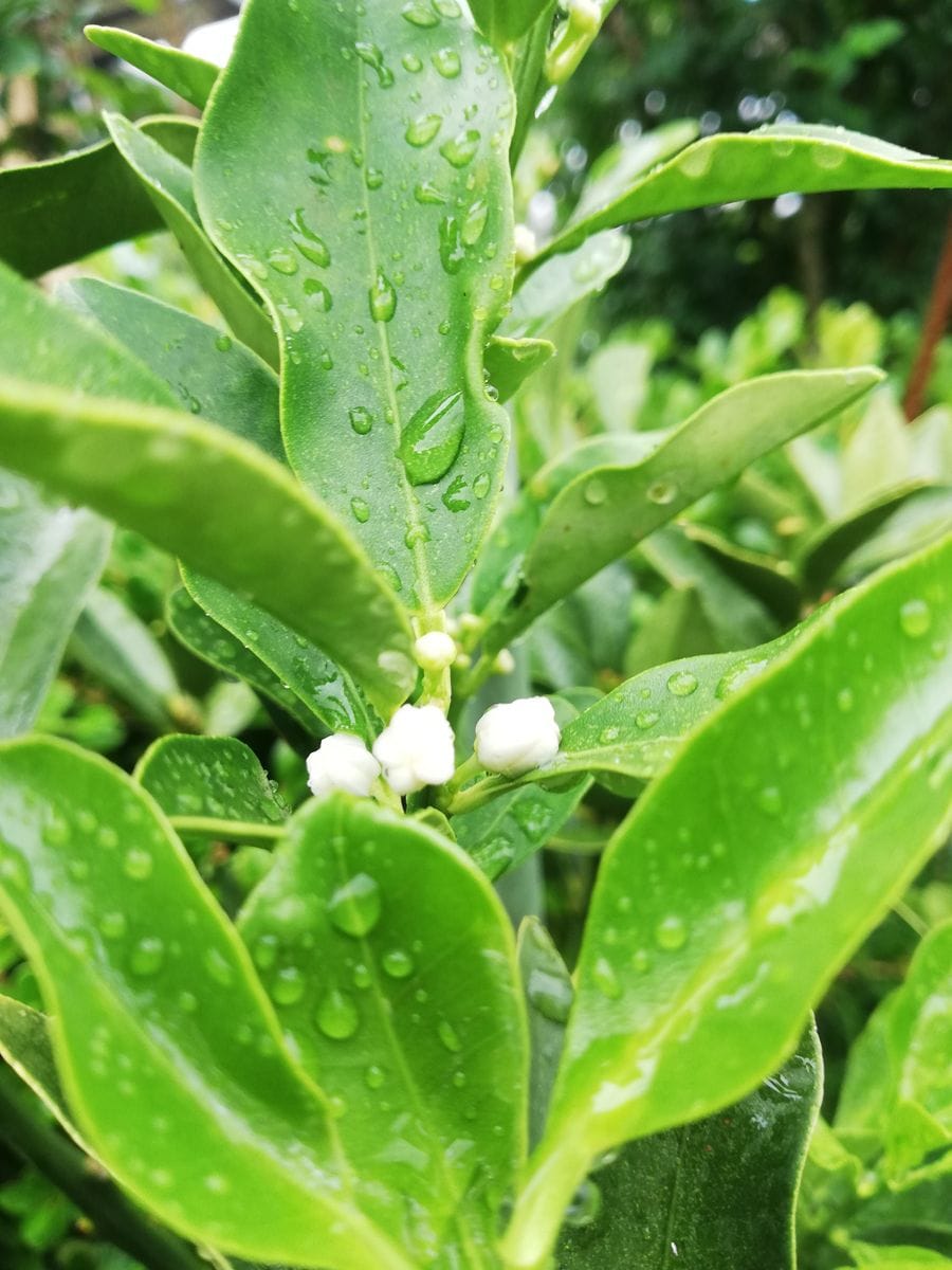 小雨🌂。白いお花。アベリア。シマトネリコ。キンカン。