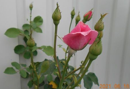 薔薇の蕾が膨らんで来ました。