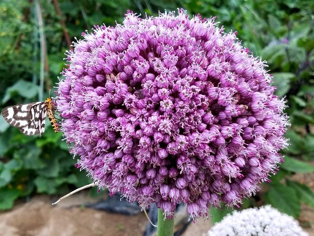 ニンニクの花