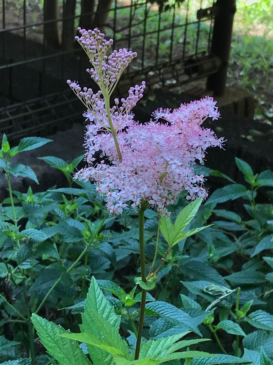 3年目の開花？