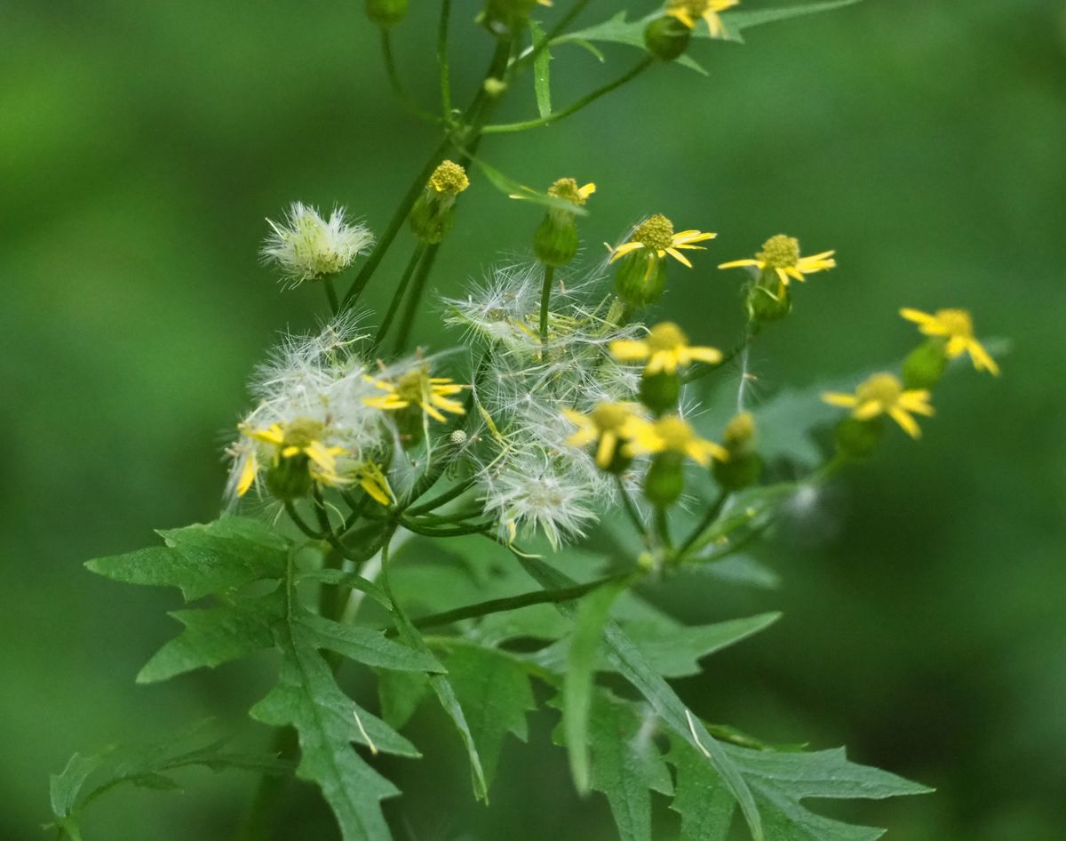 昨日、山峡で見た花