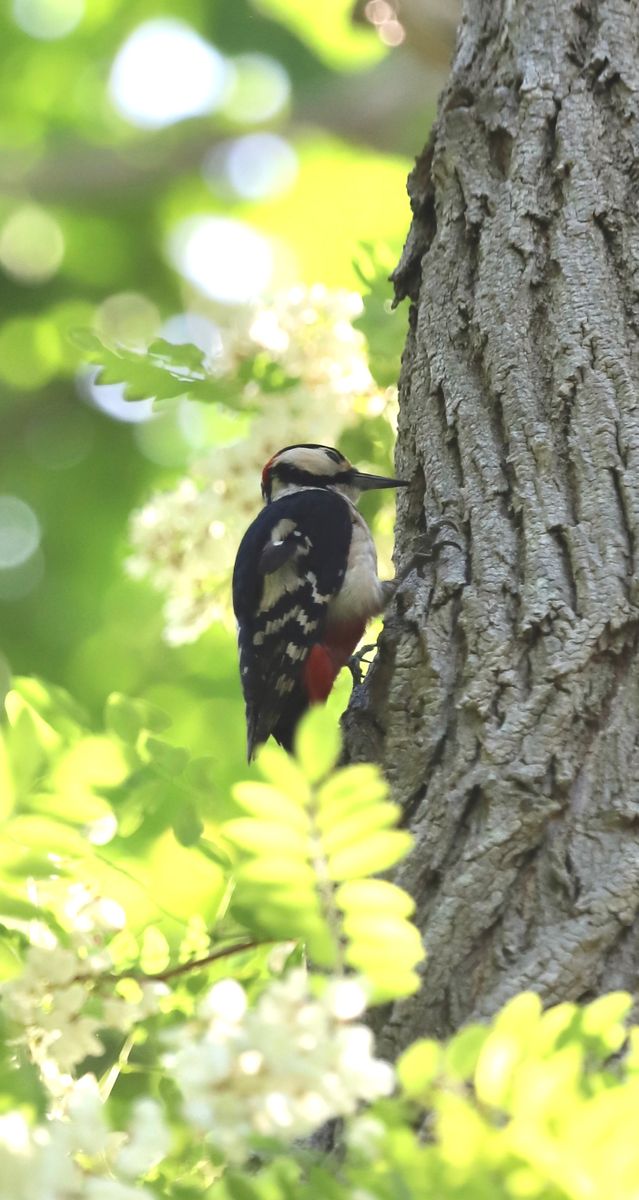 木陰で涼む野鳥達