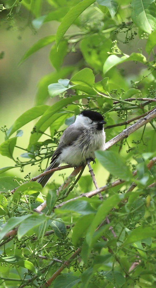 木陰で涼む野鳥達