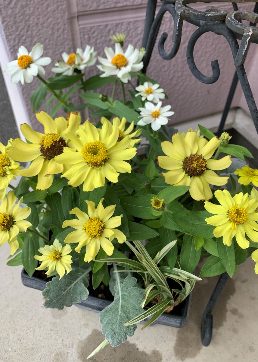 寄せ植えと庭の花