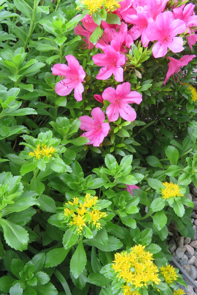 寄せ植えと庭の花