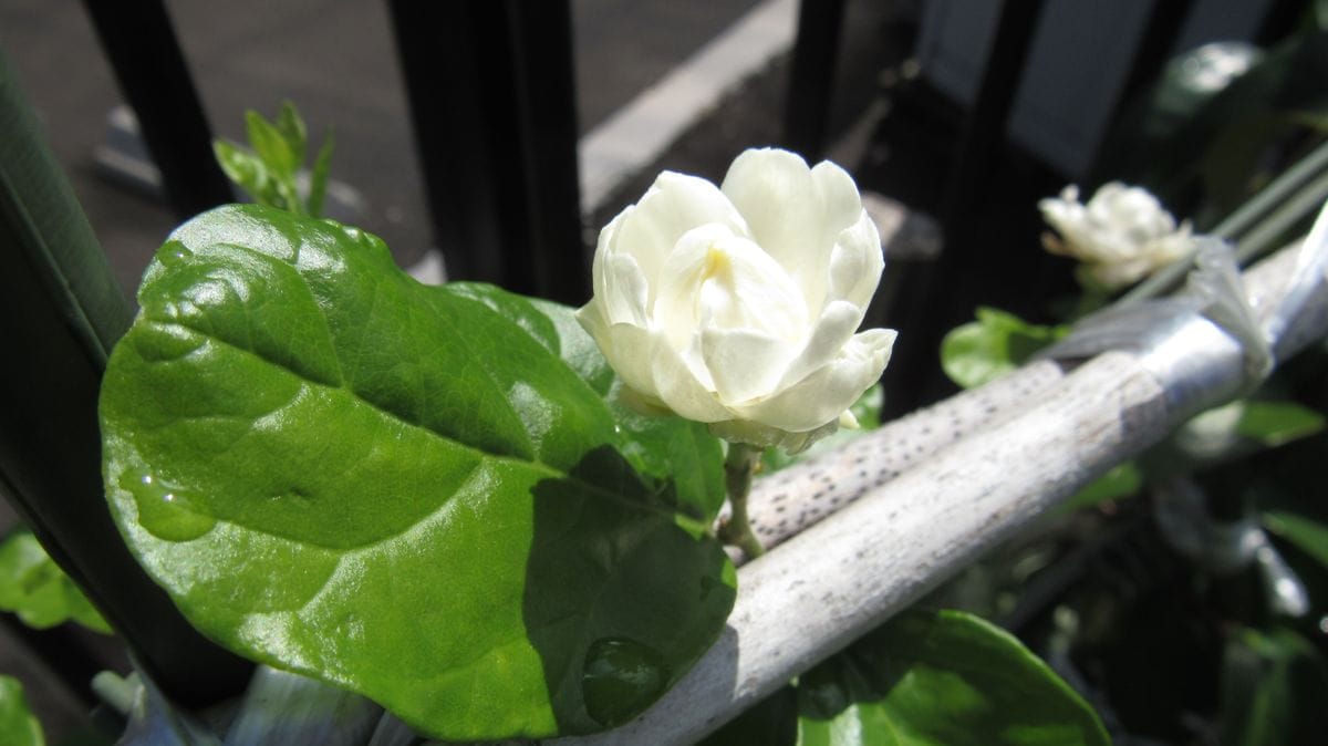 梅雨時に咲き始めた茉莉花