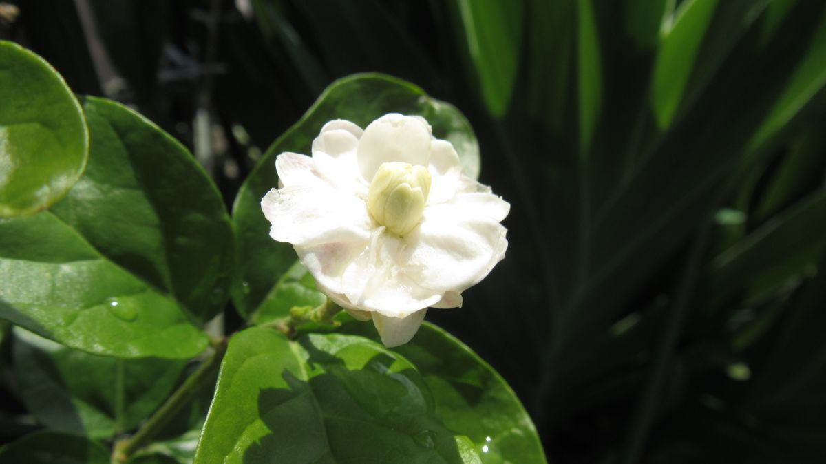 梅雨時に咲き始めた茉莉花