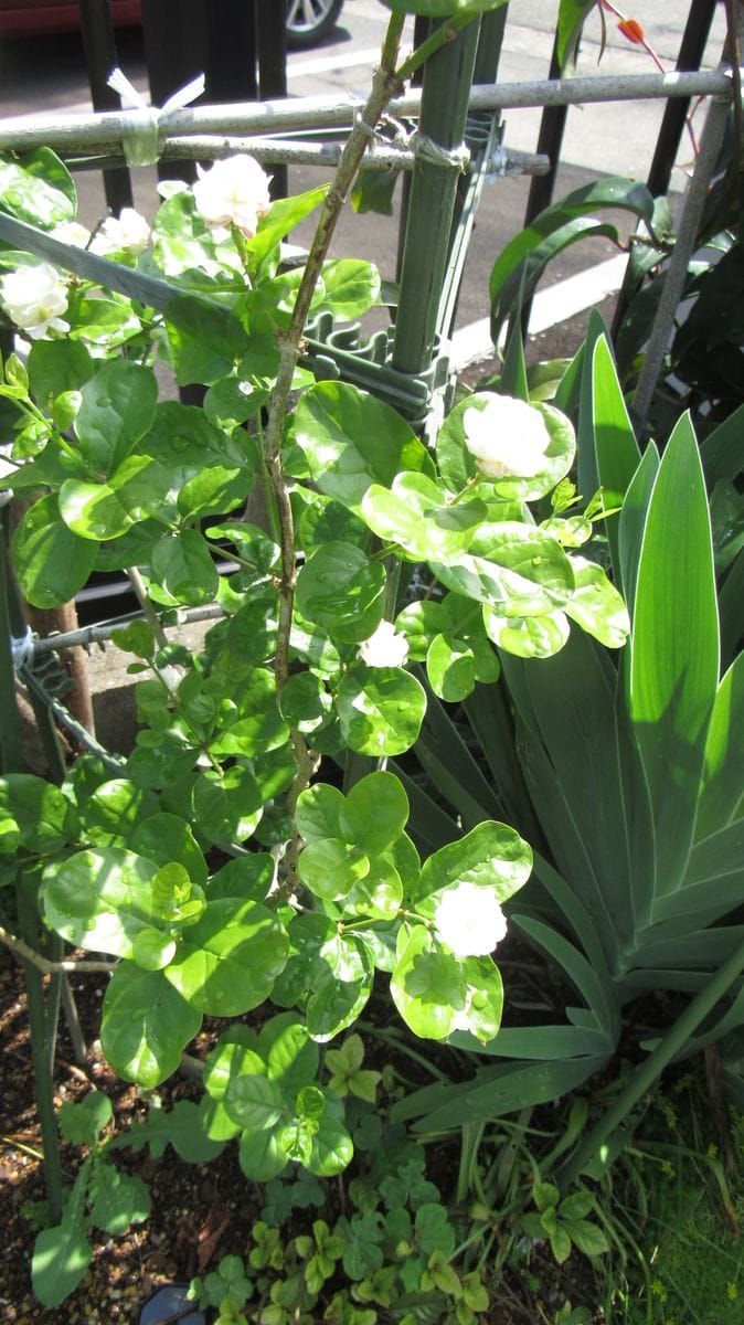 梅雨時に咲き始めた茉莉花