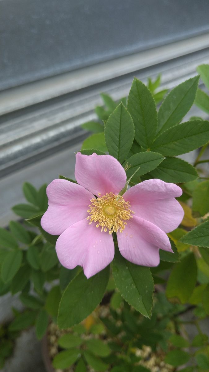 まるで🌸ピンク色🌸の妖精🌸