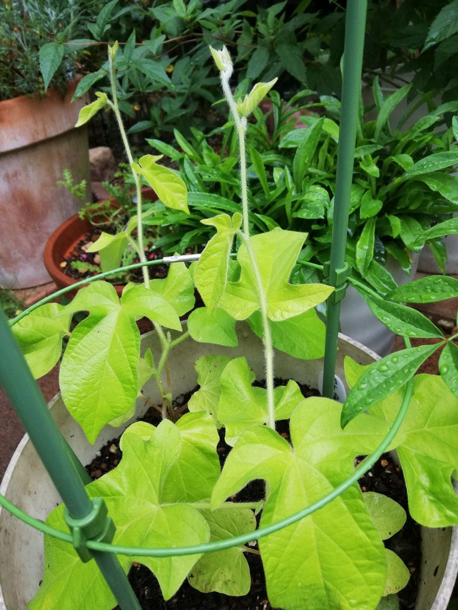 雨でもね🎶