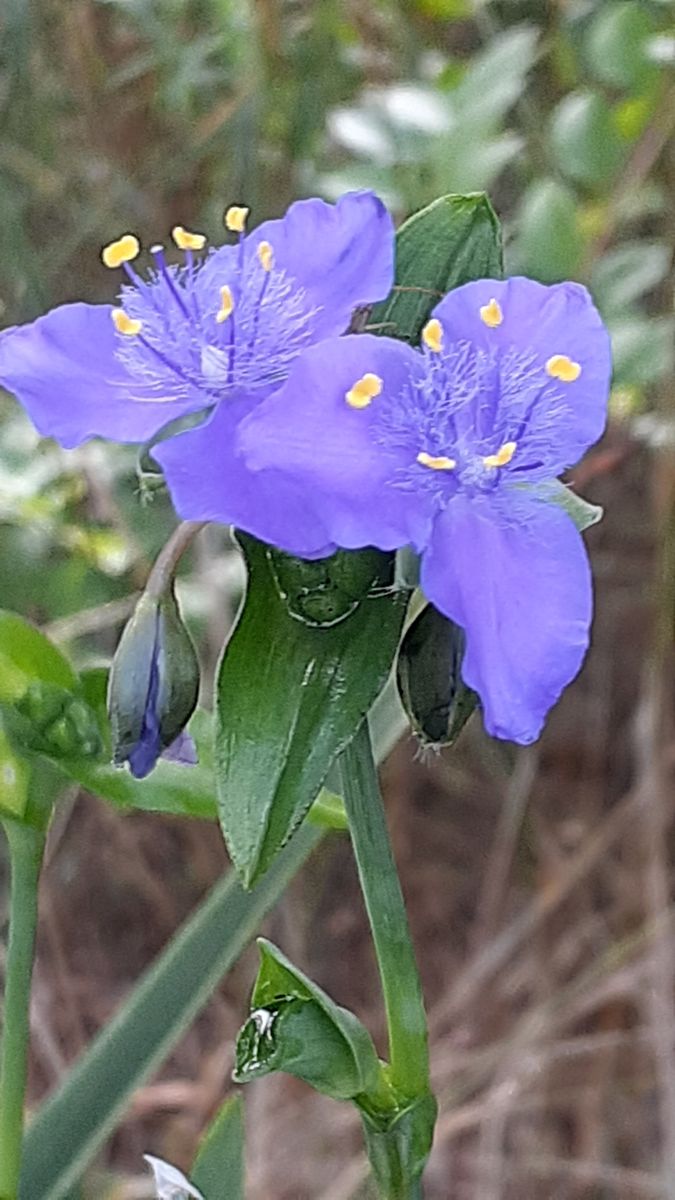 ふくおかルーバルガーデン5～梅雨時💧🌿🍀の庭たより…早朝ウォーキング出であった花🌸～💕