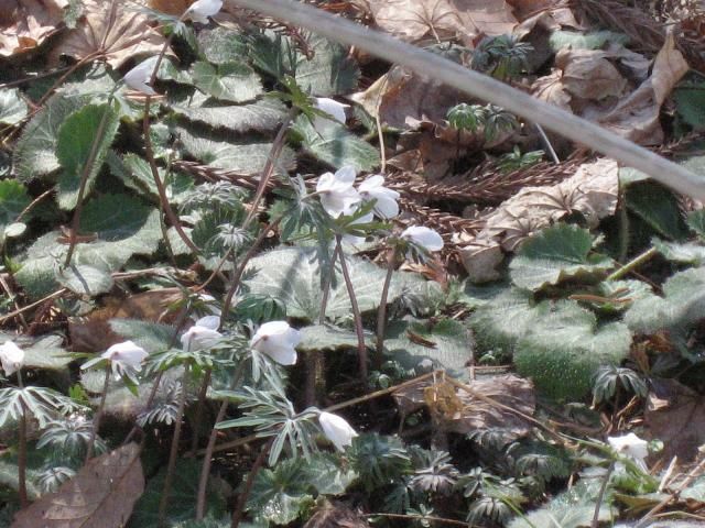 神代植物園にて