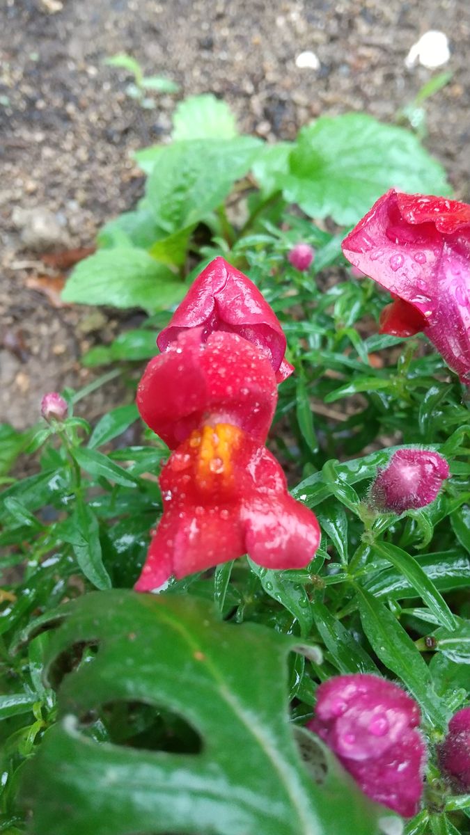 キンギョソウの花💐