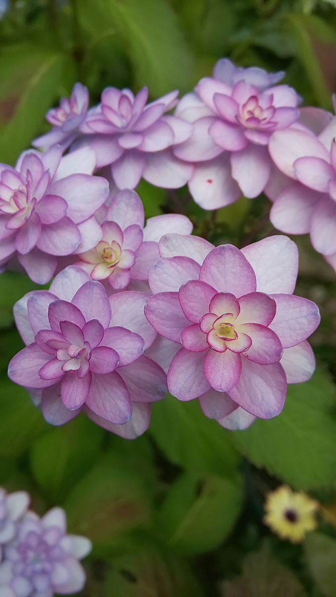 アジサイ 「小菊」