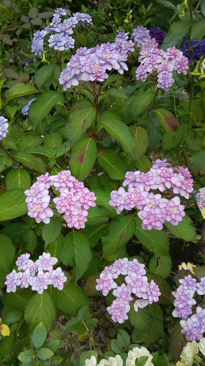 アジサイ 「小菊」