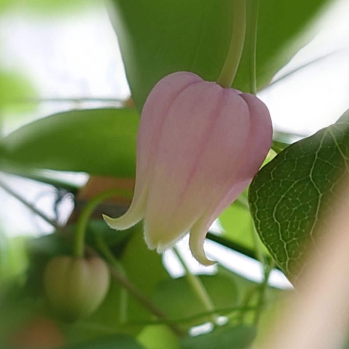 ナスタチウム 茎色の考察🤔