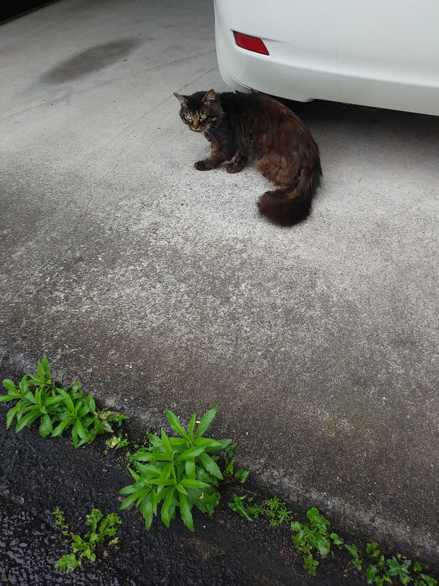 猫🐱と、のびのびブルークローバー🍀