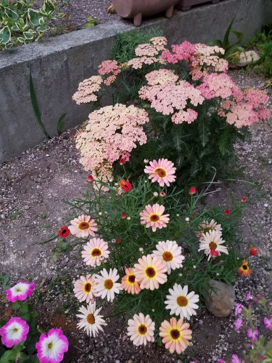 体調の悪さも花に励まされ