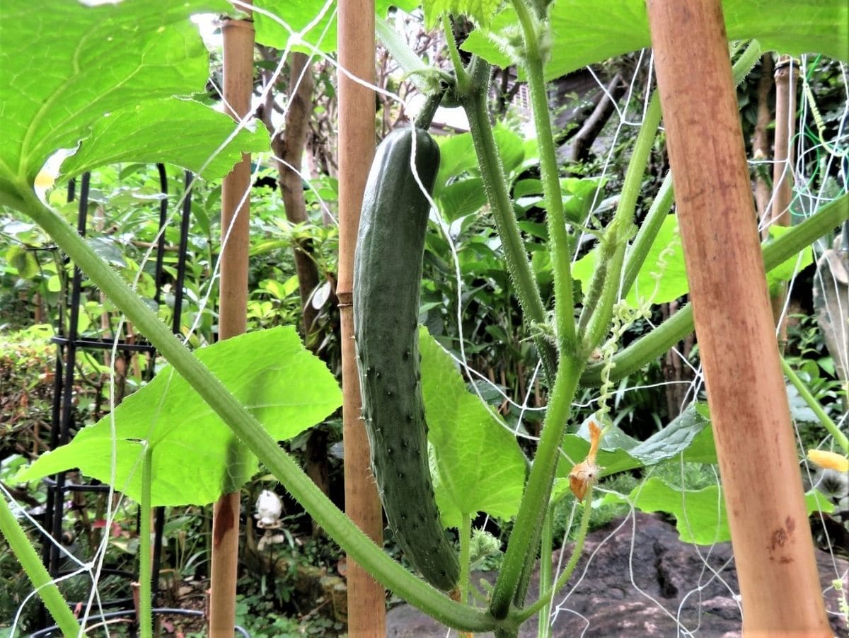 今日の🥒キュウリ🍆ナス🍅トマトの実