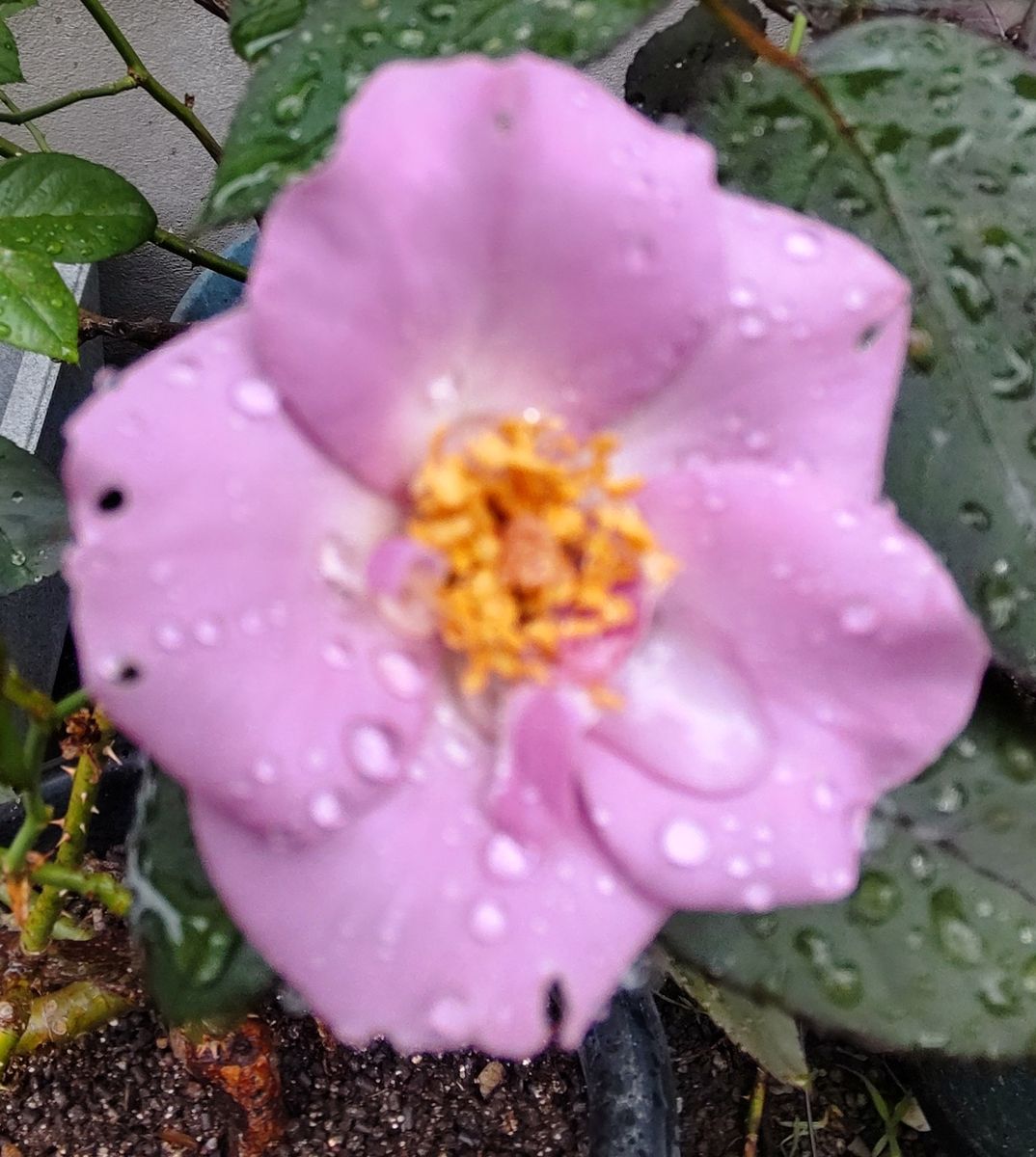 今日は１日雨