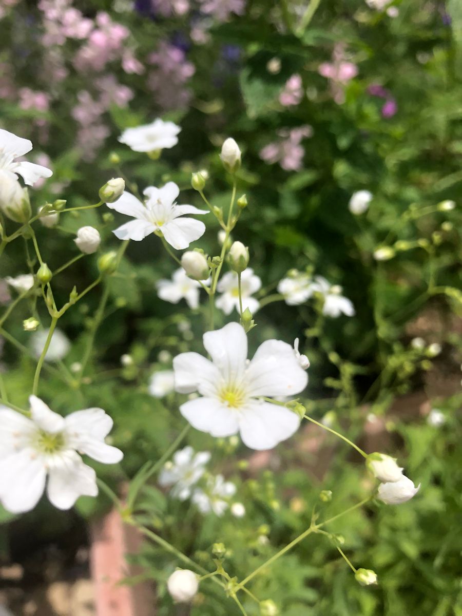 娘の好きなかすみ草❣️