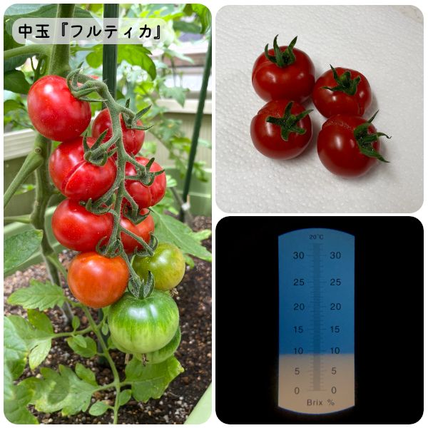 2021.06.19_トマト🍅、ペチュニア🌼、マリーゴールド🌼