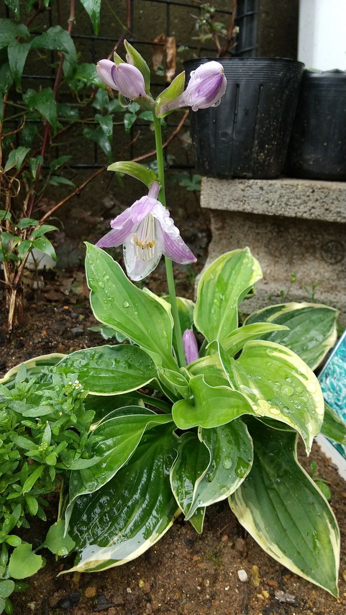 開花🌼