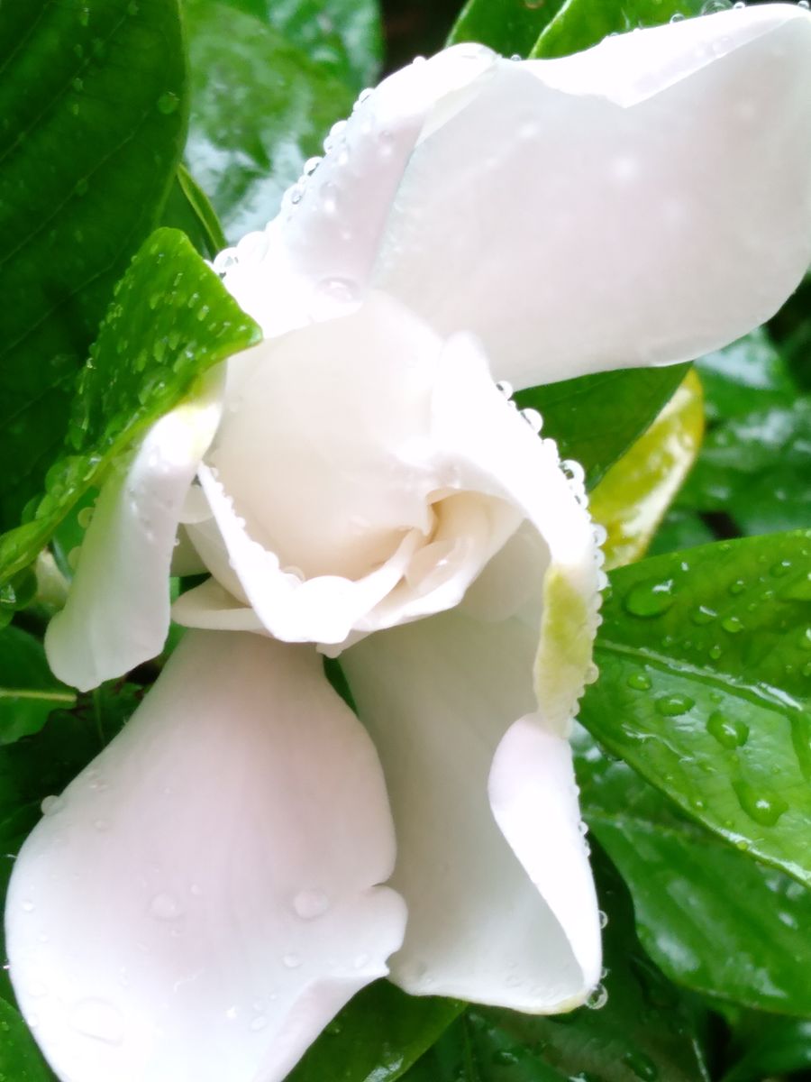 クチナシ(梔子)に青時雨の今朝