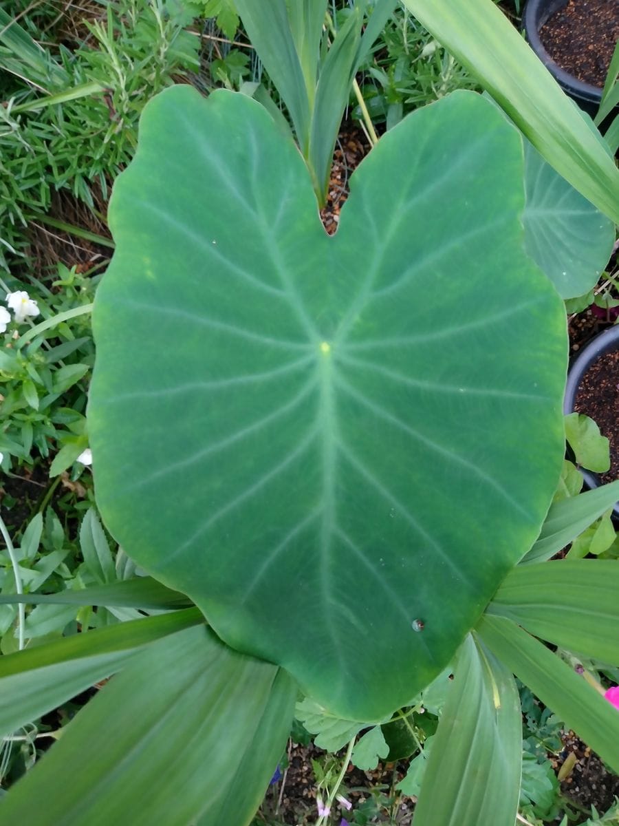 Colocasia esculenta