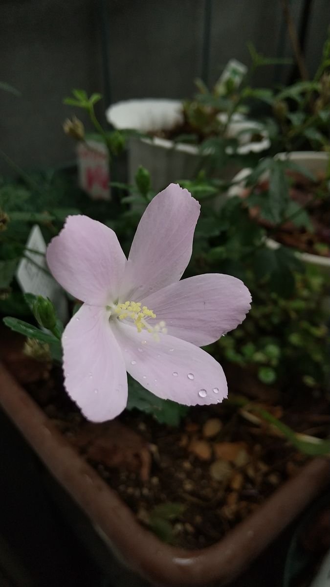 梅雨だけど ピンクで😊