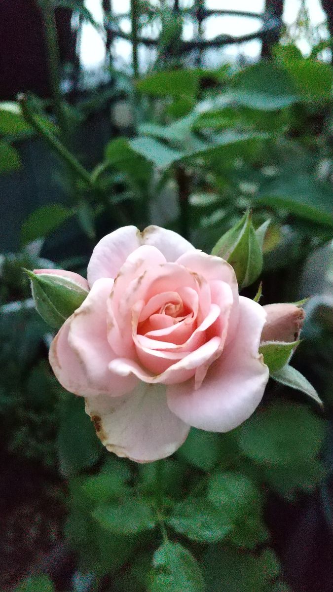 梅雨だけど ピンクで😊