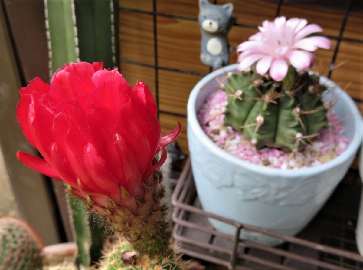 🌵サボテンの花🌵その16