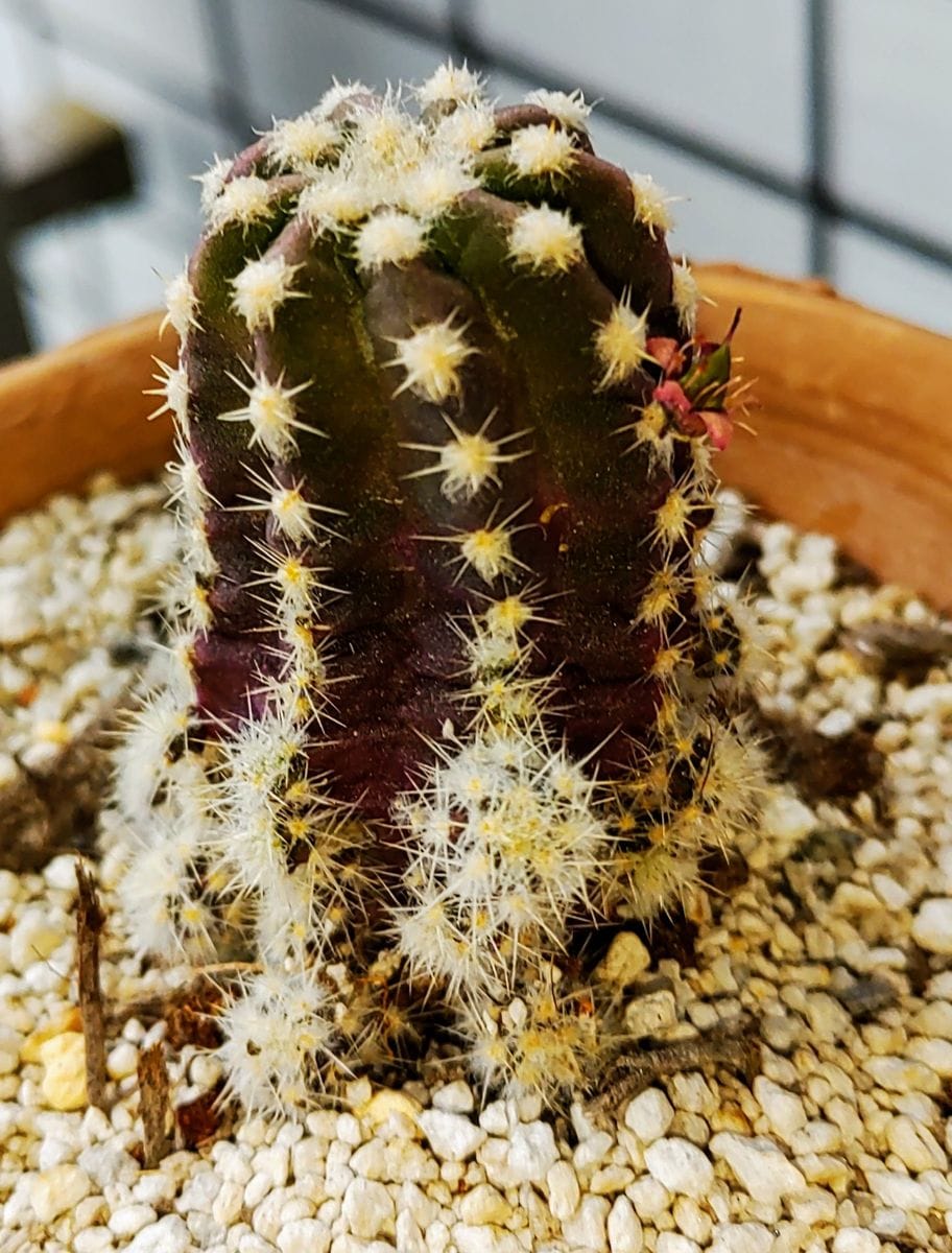 えっ？？サボテン🌵に花が？？