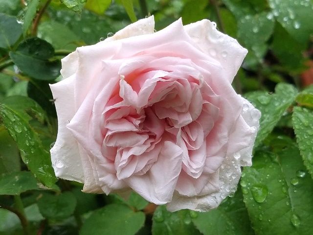 雨に濡れたバラ⑥