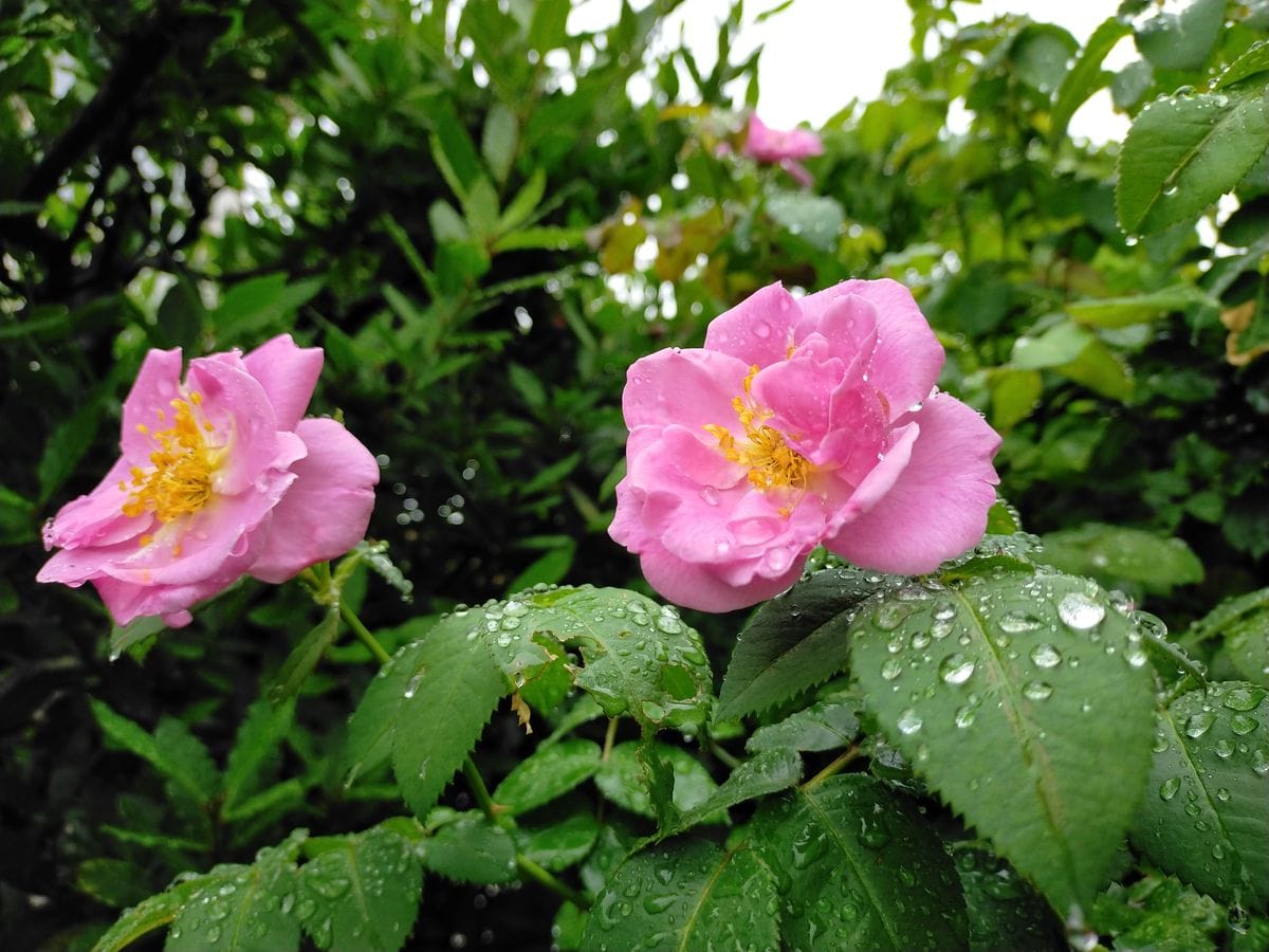 kentoraバラ園21.6.19