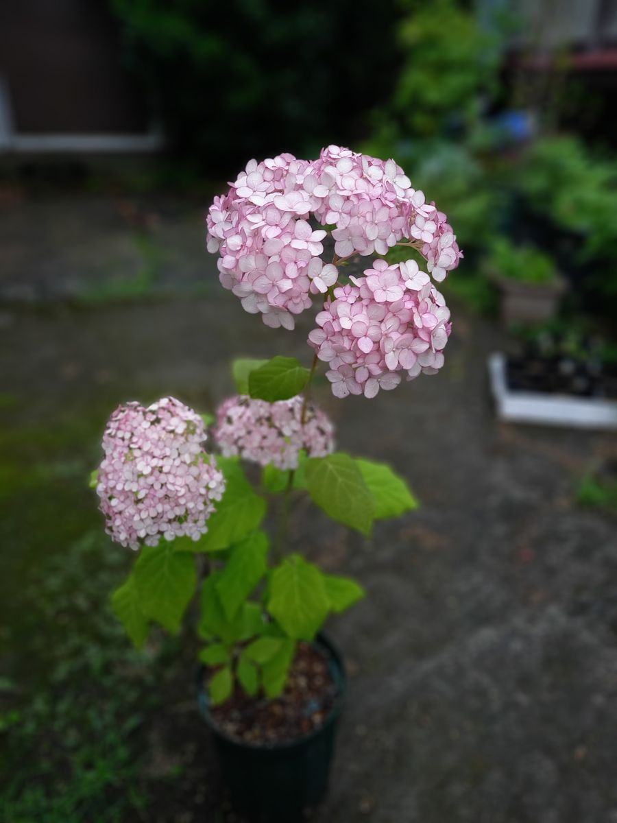 雨の中で