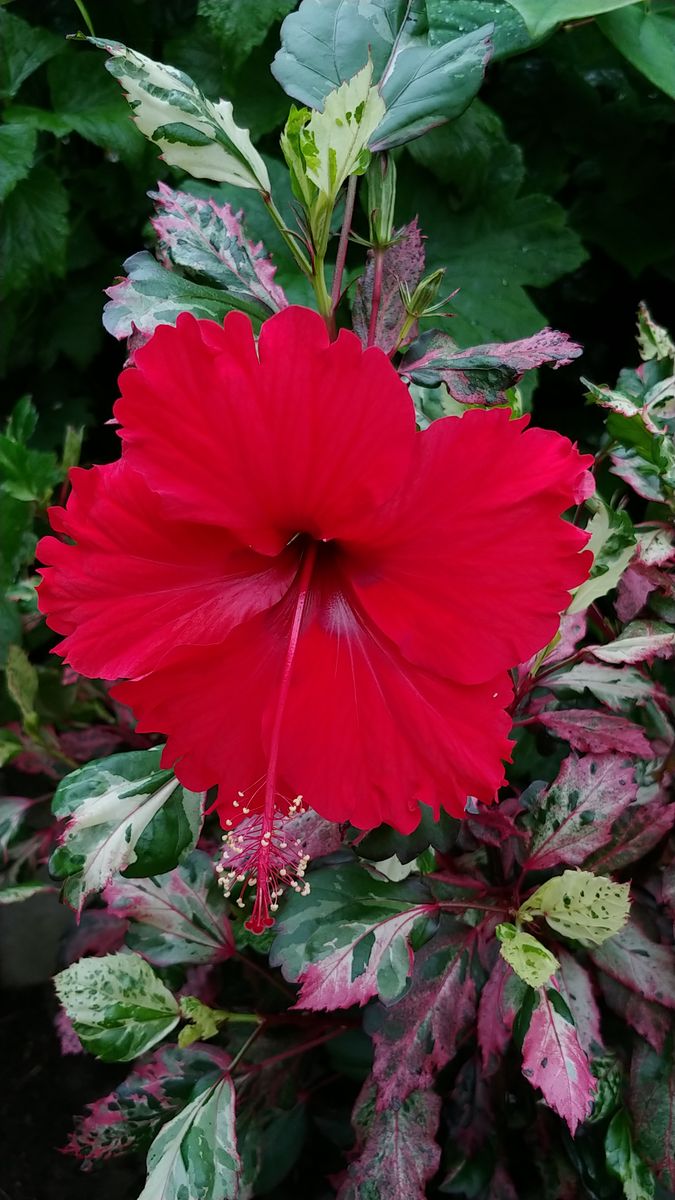 雨降る庭で🌺