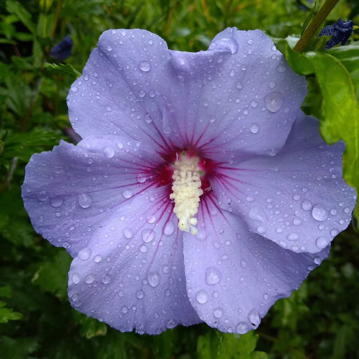 梅雨入りしたので