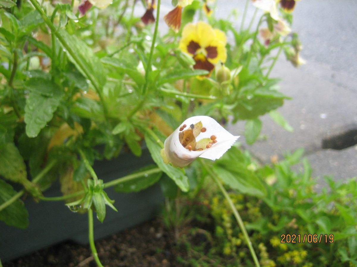 パンジービオラの種採取🌱