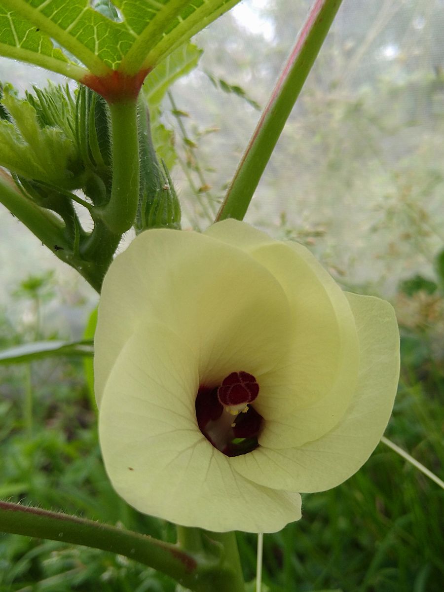 オクラの花を見て思い出したマイタケ