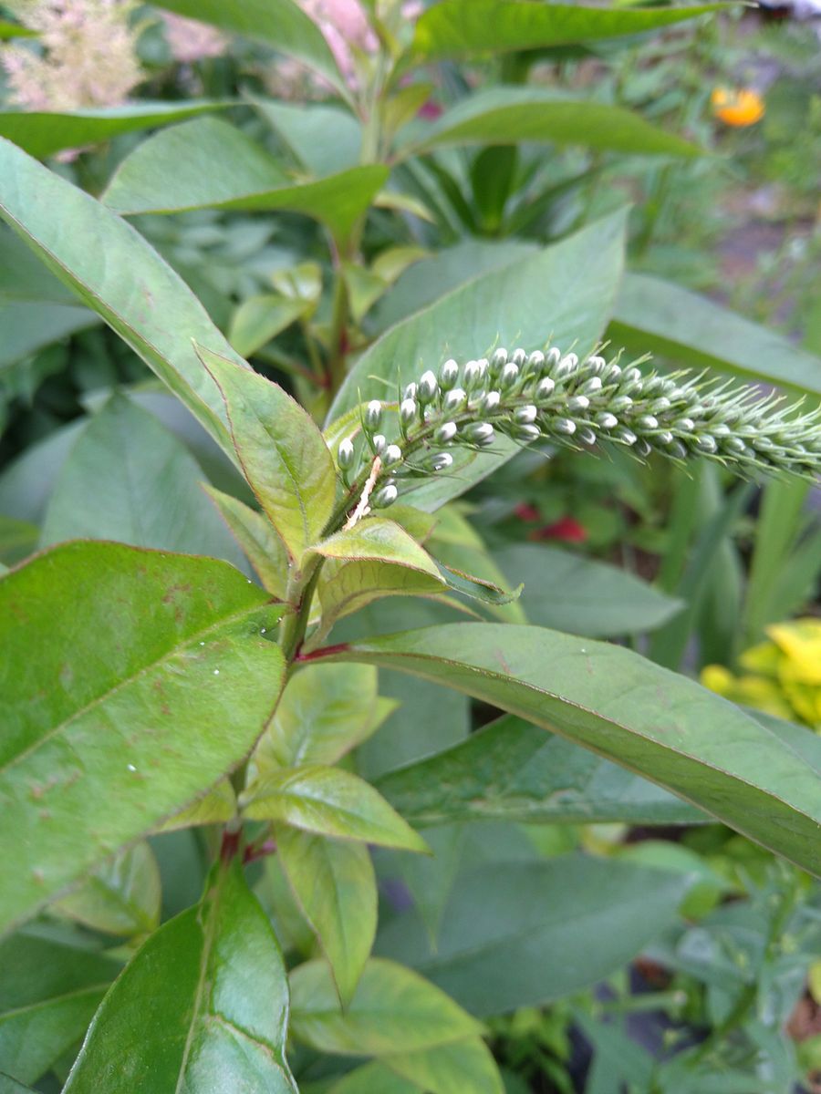 オクラの花を見て思い出したマイタケ