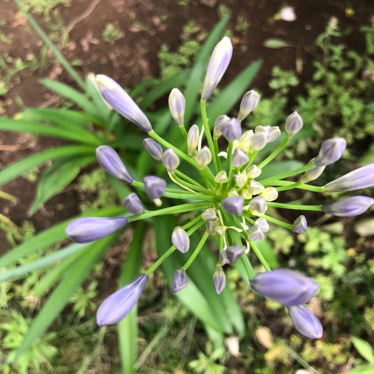 発芽するかな〜♪