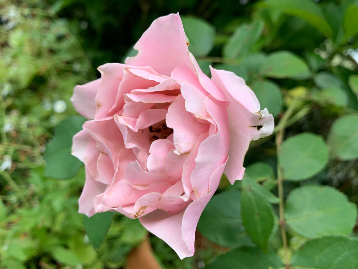 雨前のお花達(^_-)-☆