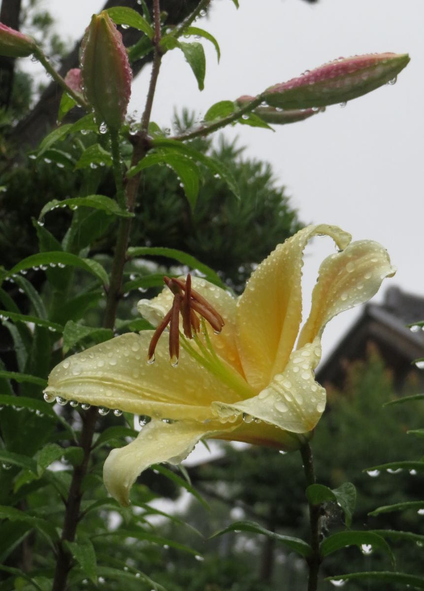 雨の庭で