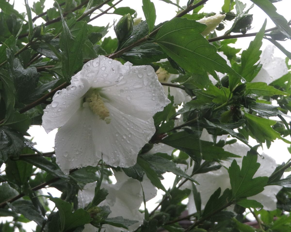 雨の庭で