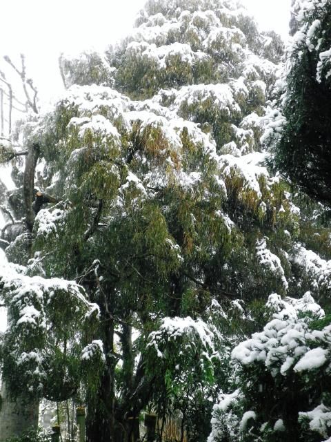 雪は芸術家