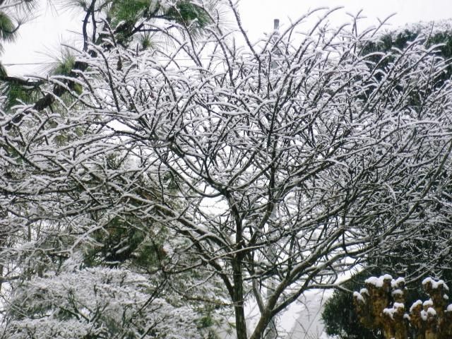 雪は芸術家