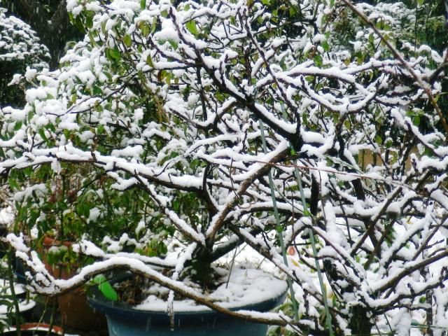 雪は芸術家