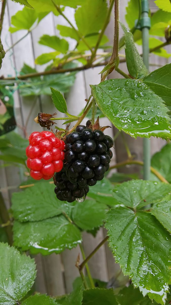 今朝の庭  ～  6月20日